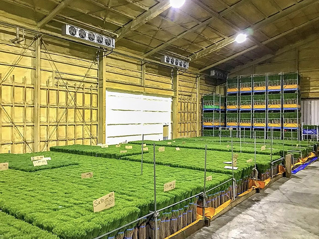 低温冷蔵庫内で出荷を待つ若松